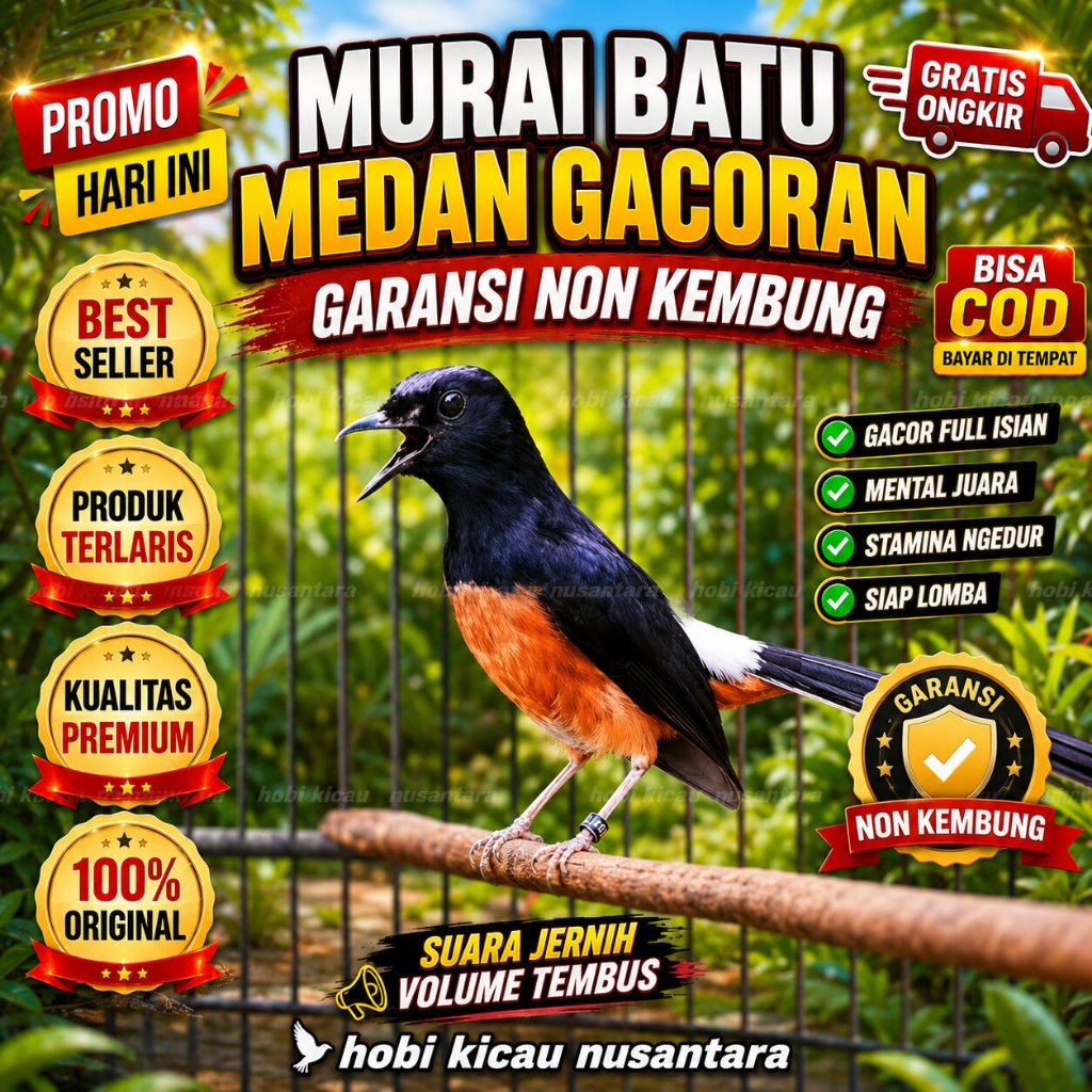 Murai batu Medan jantan Gacoran + ring prospek promo murah