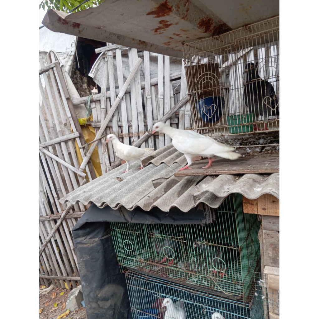 merpati putih polos 1pasang(2ekor)