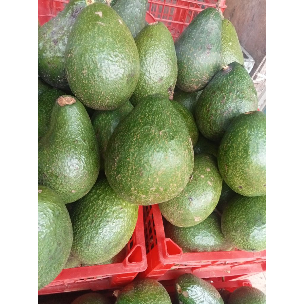 alpukat mentega lokal bandung 1kg isi 4,5 buah