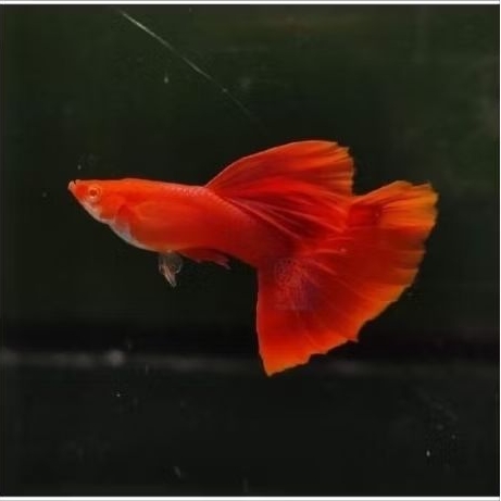 Ikan Guppy AFR Albino Full Red Sepasang (jantan betina) Usia Remaja - Hiasan Aquarium Elegan