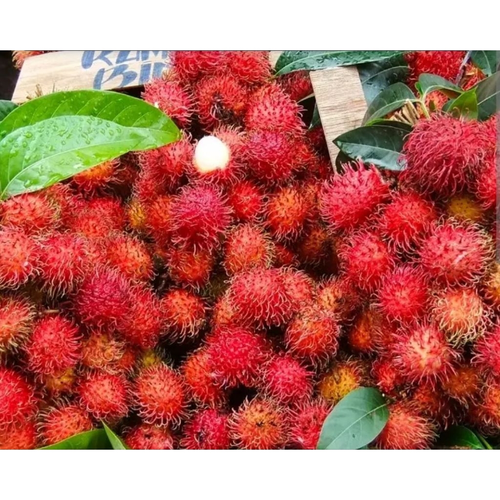 Tanaman Buah Rambutan Binjai Berbunga