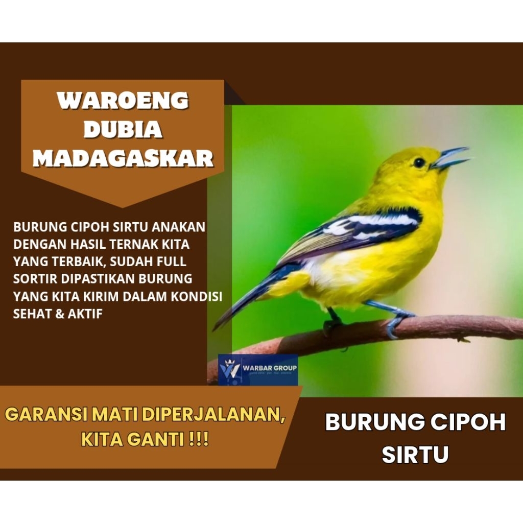 Burung cipoh sirtu anakan DARI INDUKAN KUALITAS GRADE A ( GARANSI )