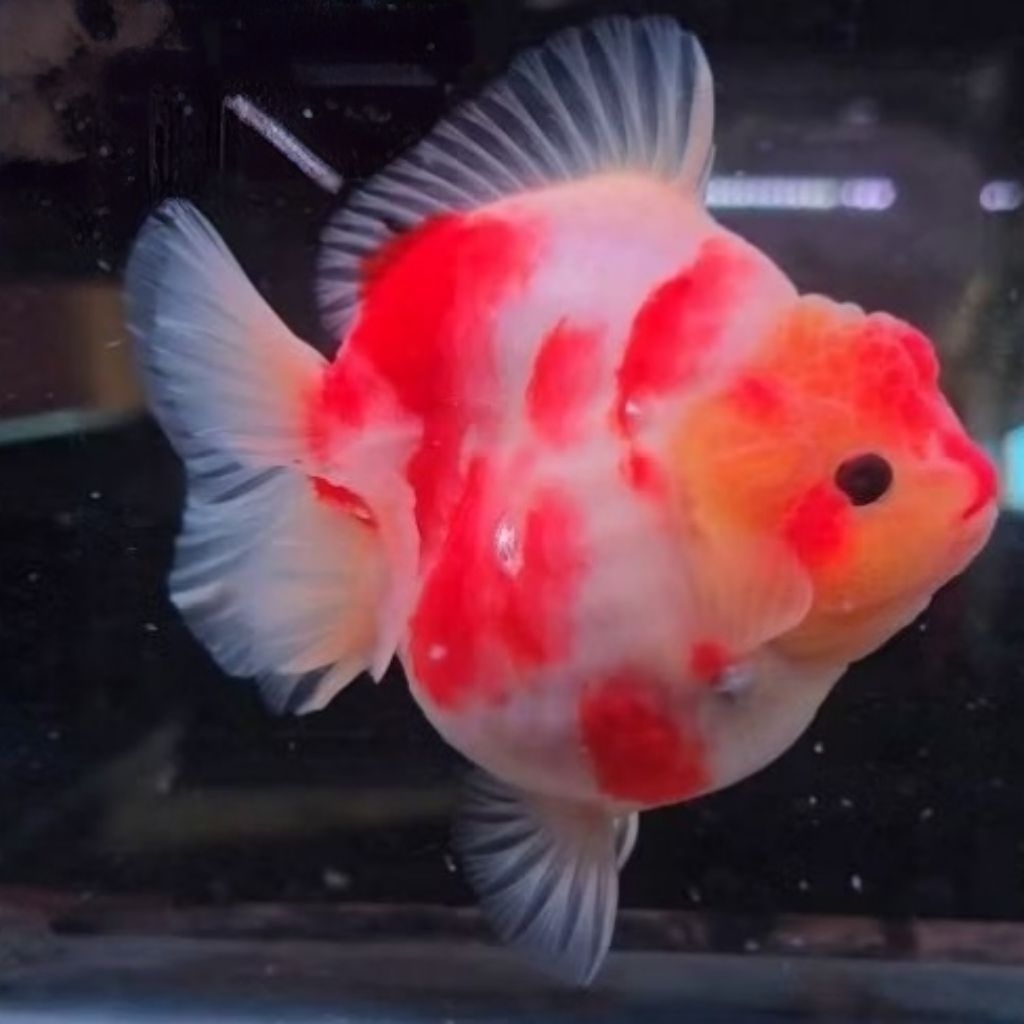 IKAN HIAS KOKI GOLDFISH ORANDA SHORTAIL SAKURA SIZE M-L