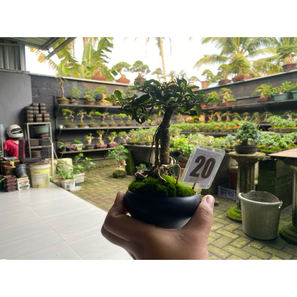 bonsai sakura micro