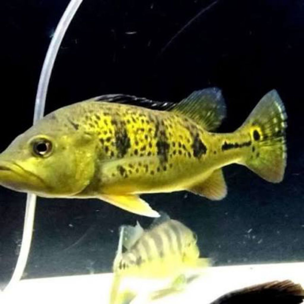 ikan Hias PBass Peacok Bass Kelberi UK 6-7