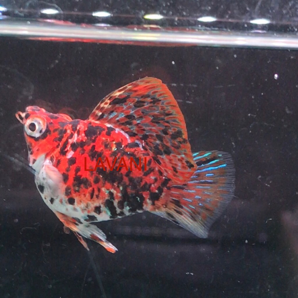 HIASAN AQUARIUM- calico molly balon sepasang