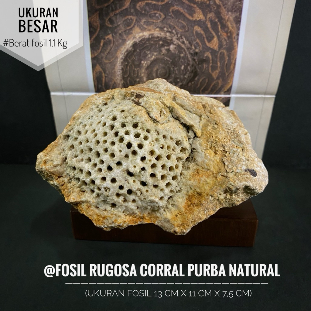 Fosil Rugosa Coral Purba Natural C48 atau Fossil Corral atau Fosil Karang Purba