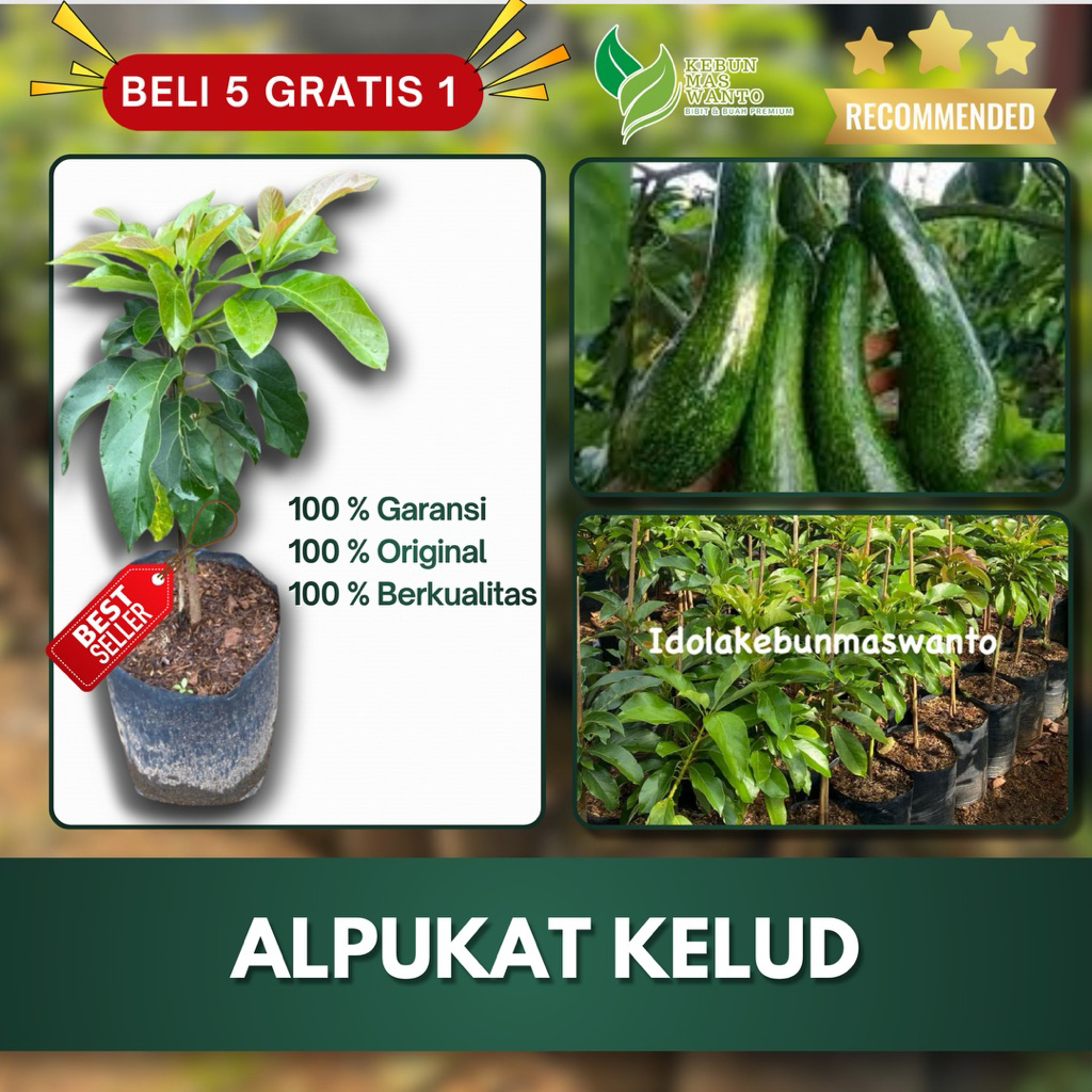 BIBIT ALPUKAT VARIETAS KELUD HASIL OKULASI-BIBIT ALPUKAT KELUD-BIBIT BUAH ALPUKAT KELUD-BUAH ALPUKAT