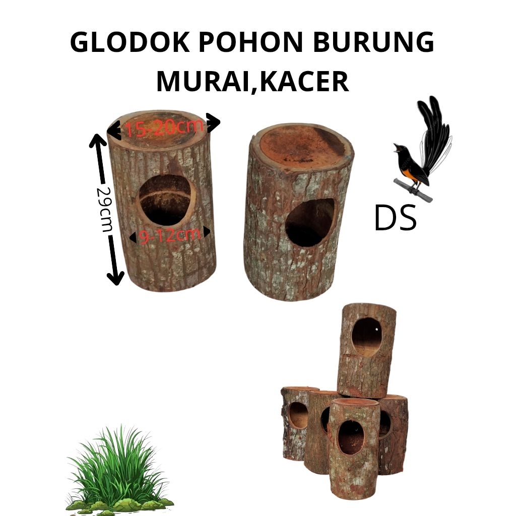 GLODOK POHON BURUNG MURAI,KACER