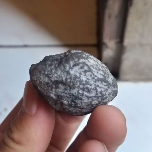 MUNCANG KEMIRI ADU JENIS Jayanti si batok tebal