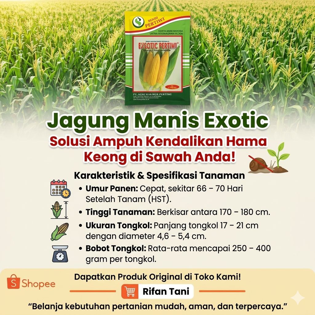 BENIH JAGUNG MANIS EXOTIC