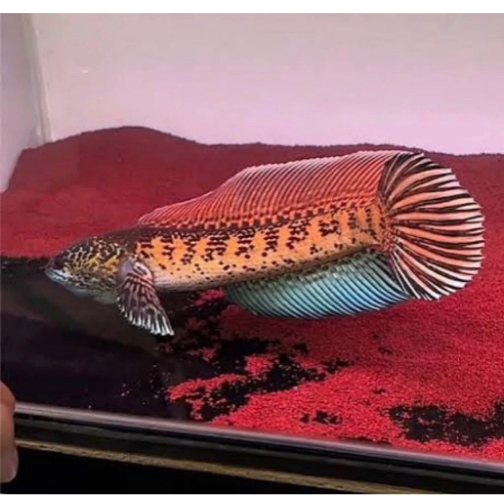 Chana auranti maculata cb grade A+ Paket isi 5 ekor, size 3-6cm + Bonus pakan