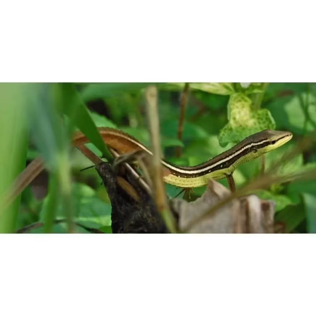 kadal kebun