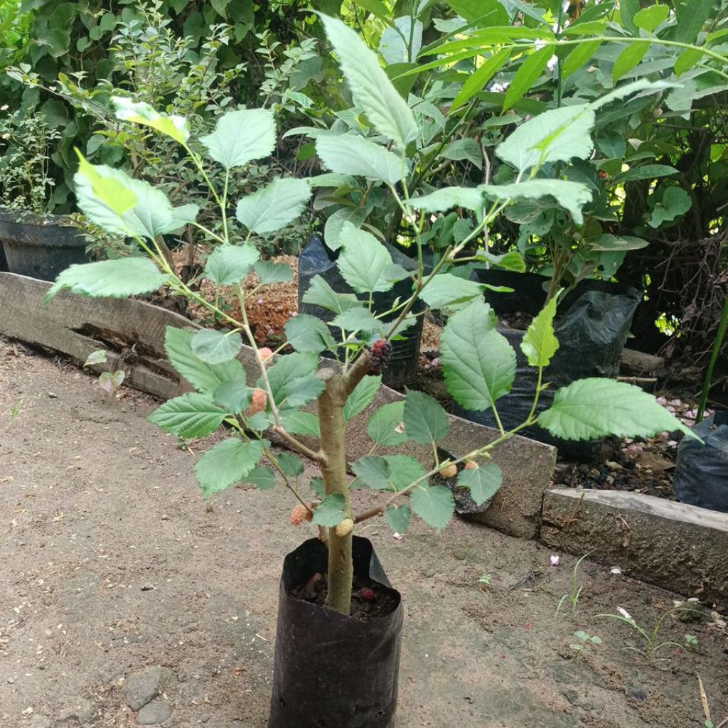 Bibit Murbei / Besaran