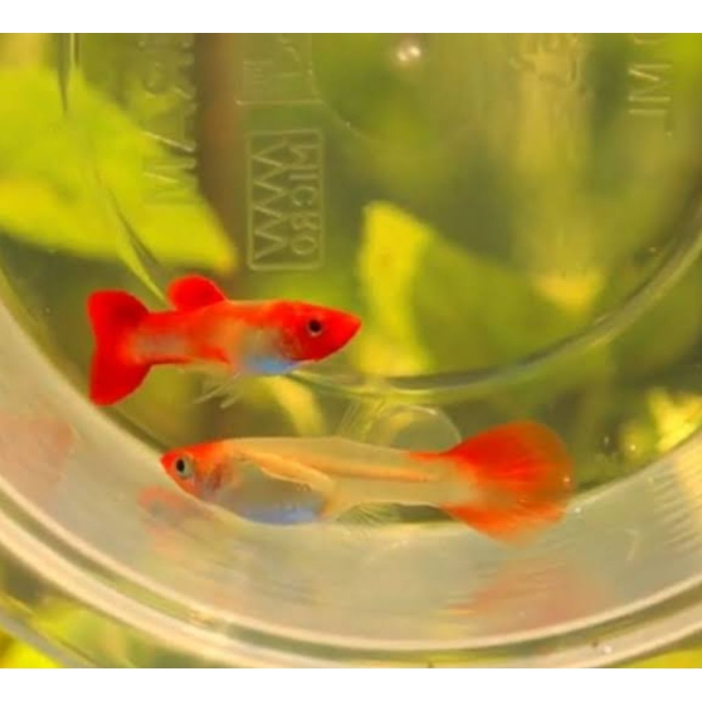 (COD) GUPPY PLATINUM RED KOI