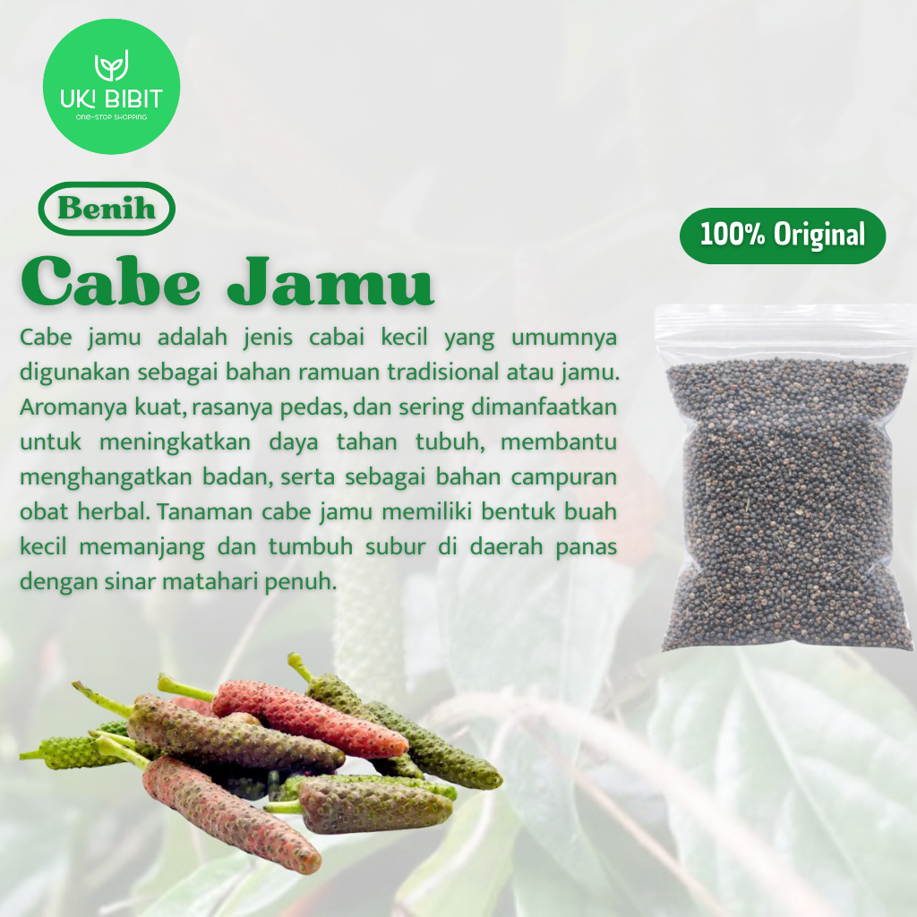 ( 1.000 Butir ) Benih Biji Cabe Jamu | Cabe Jawa | Cabai Jawa | Piper Retrofractum Vahl