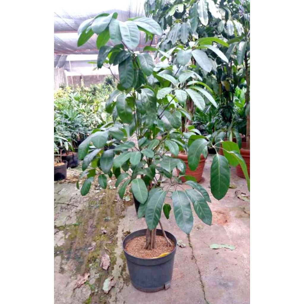 Tanaman walisongo tinggi 1 meter//pohon daun lebar dan hijau