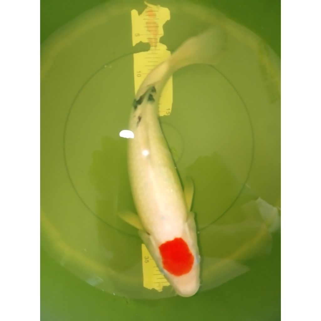 Ikan koi jenis Tancho Sanke 38cm pola original HQ