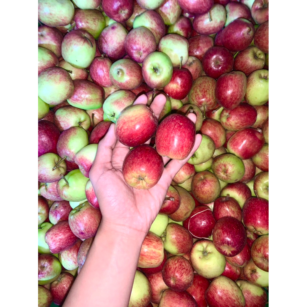 APEL ANNA MALANG KECIL | KEMASAN 1kg | OLEH-OLEH APEL ANNA KHAS KOTA BATU MALANG | APEL FRESH PETIK 