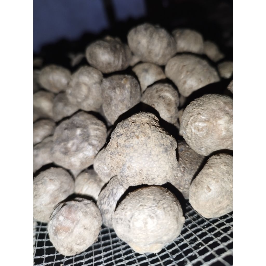 Bibit Porang Dari Katak Asli Dorman (Perbiji) Murah Siap Tanam / Bulbil Porang / Biji Porang / Bibit