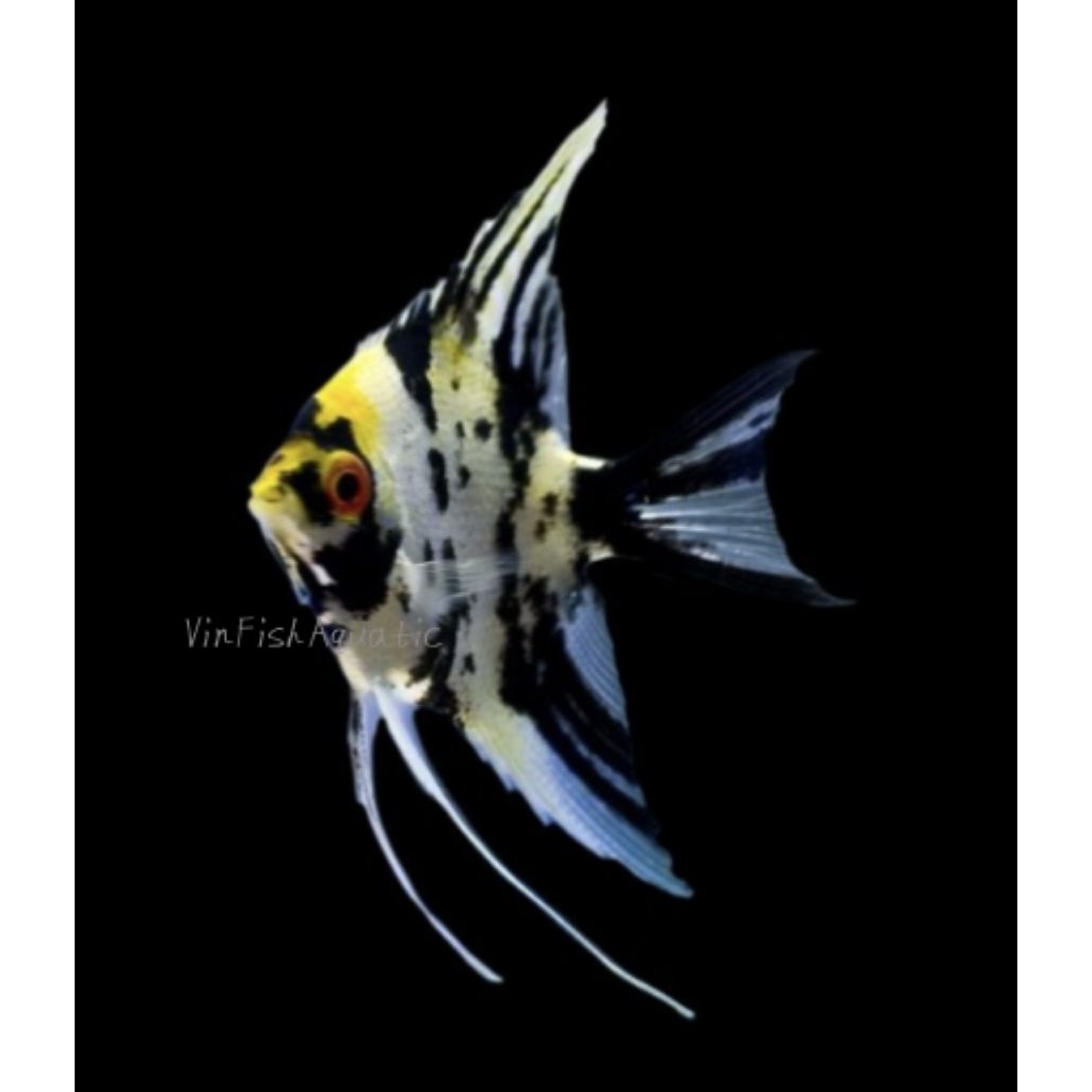 ikan manfish tricolor, size 2-3jarian