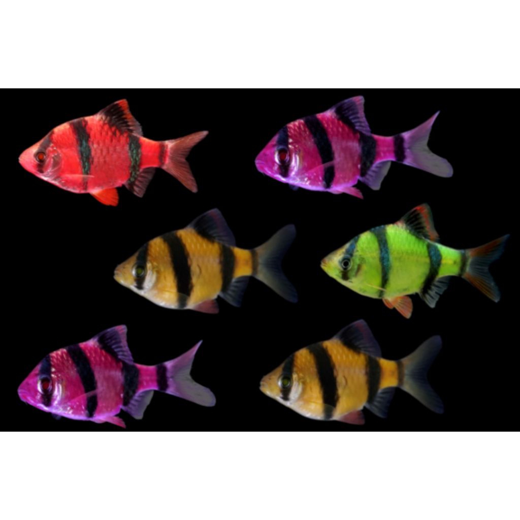Paketan hiasan aquarium glofish tiger 4 ekor berkualitas