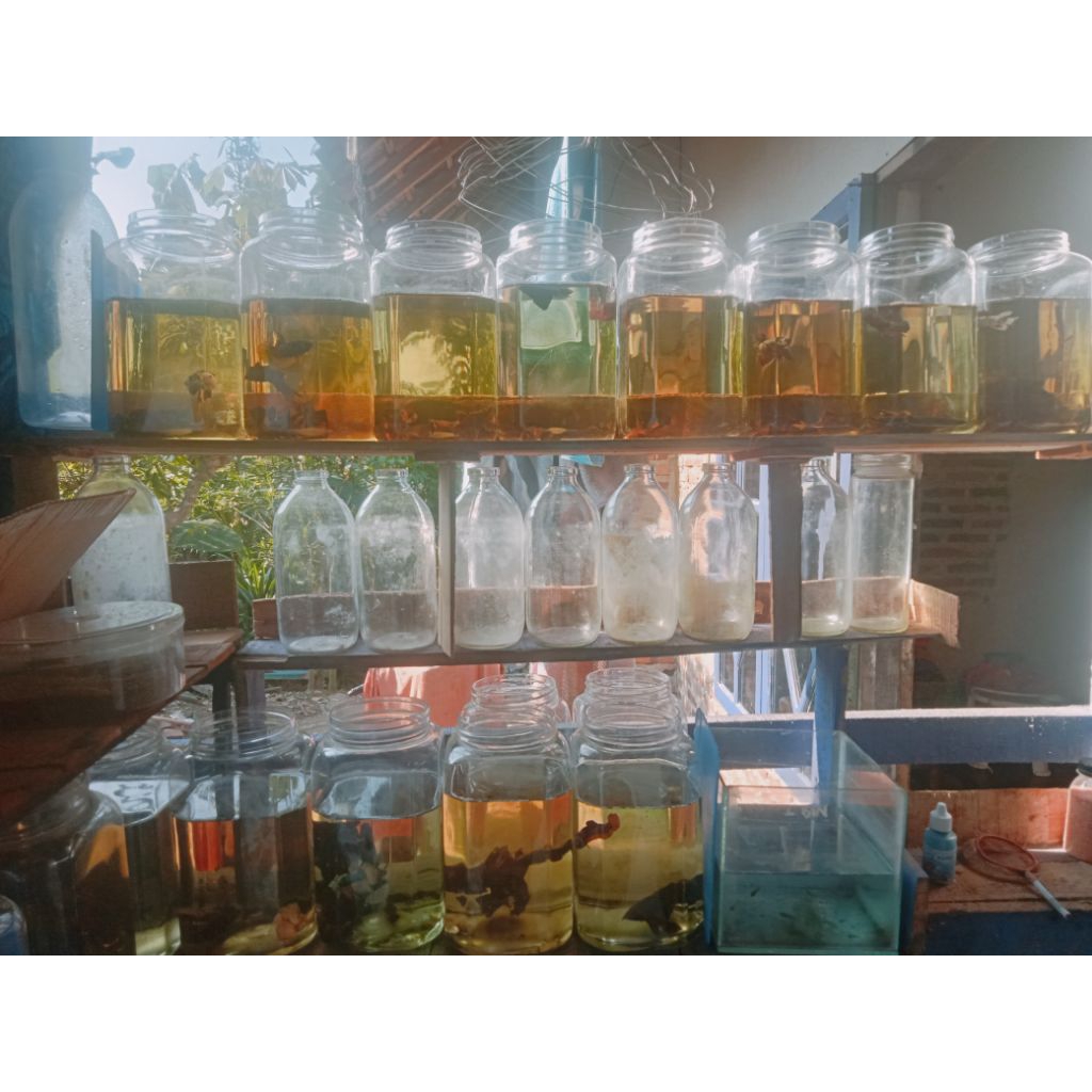 ikan cupang multicolor berkualitas siap bred  1pair