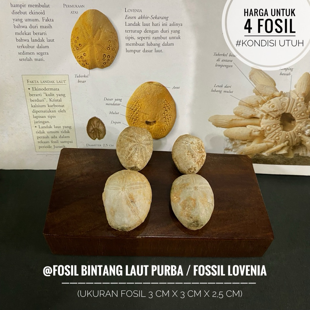 Fosil Bintang Laut Purba atau Fossil Lovenia atau Fosil Sea Urchin atau Fosil Landak Laut Temuan ata