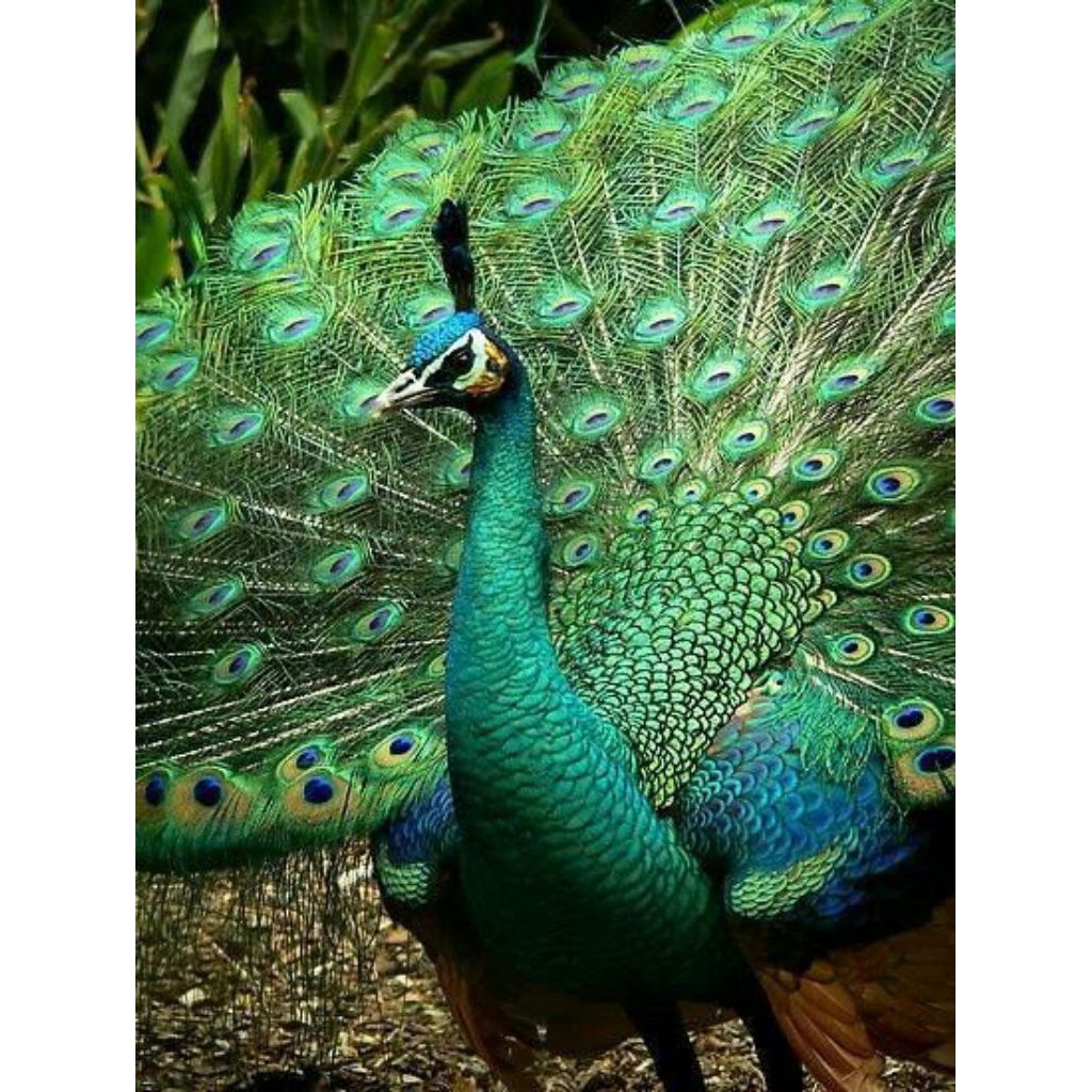 telur tetas burung merak fertil