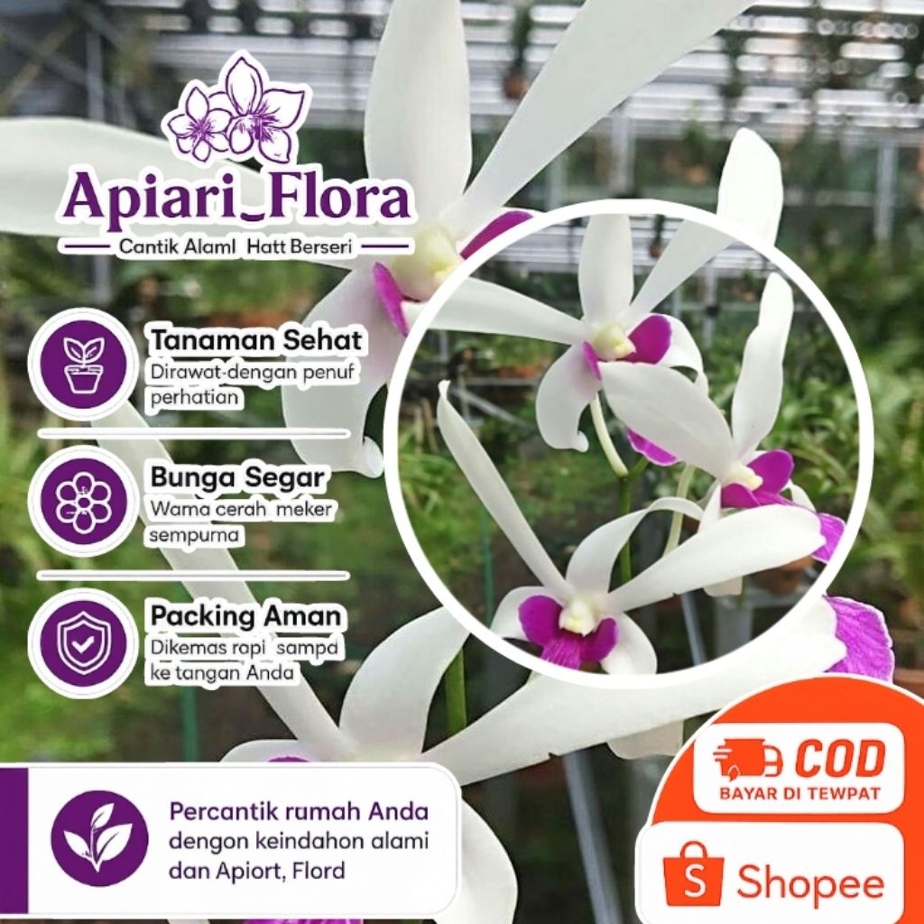 Anggrek Dendrobium Mesangnil - Fragrance