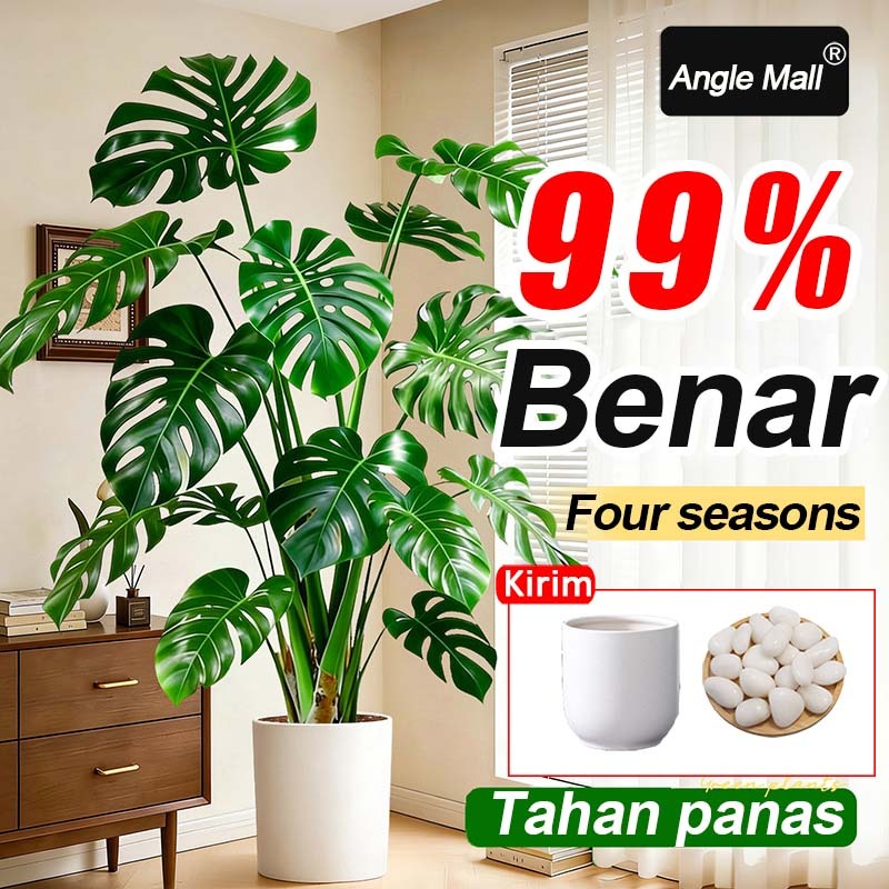 99% BENAR DAUN MONSTERA JUMBO 12/18/24 DAUN  POJOK RUANG TAMU KANTOR POT BUNGA HIAS MURAH TANAMAN TA