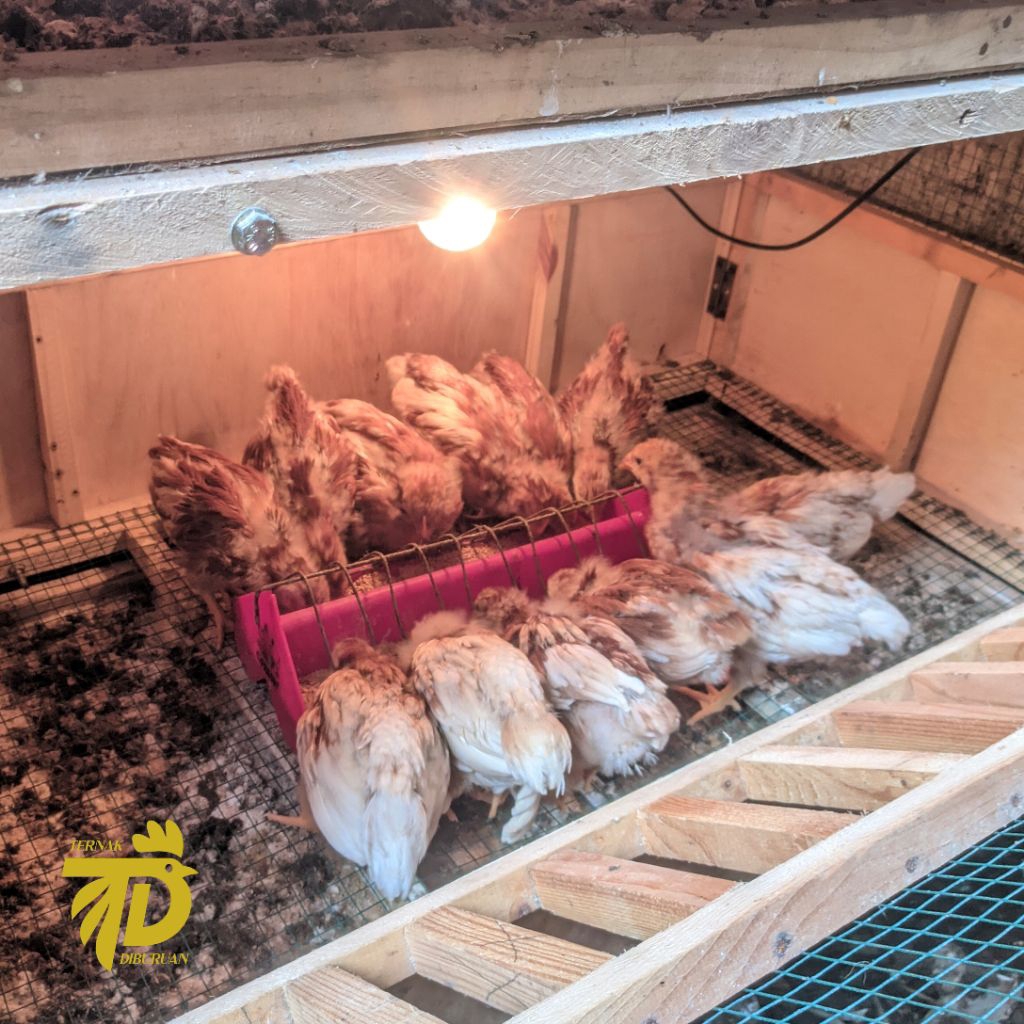 Ayam Petelur Isa Brown Usai 4 Minggu (Sudah Vaksin)