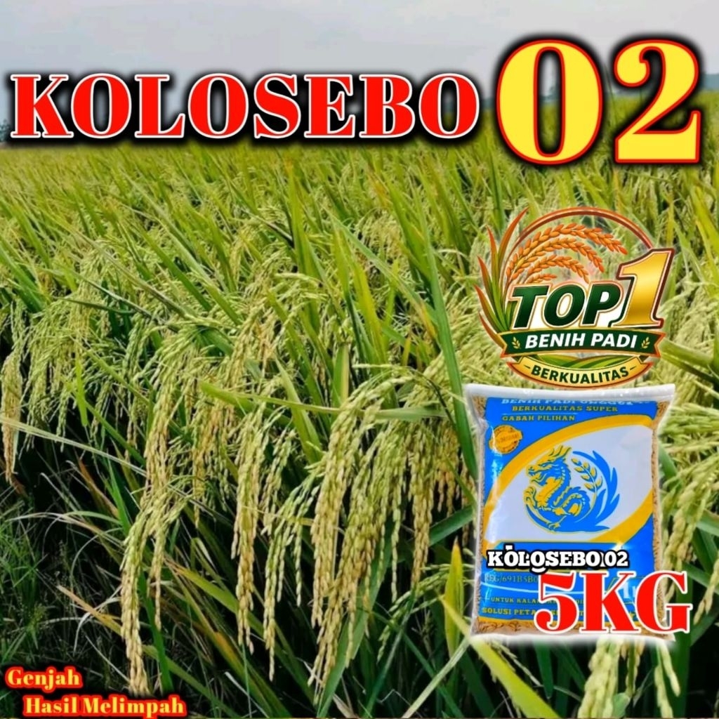padi kolosebo 02 5kg