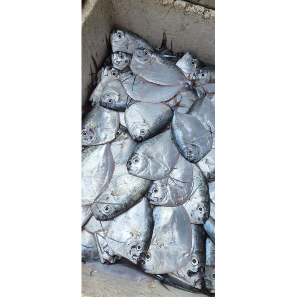 ikan Semar segar