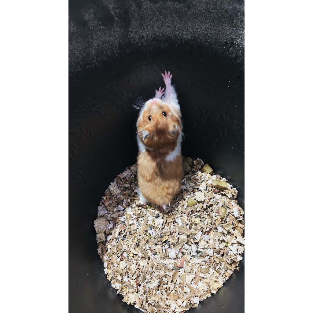 Hamster Dewasa Syrian COD
