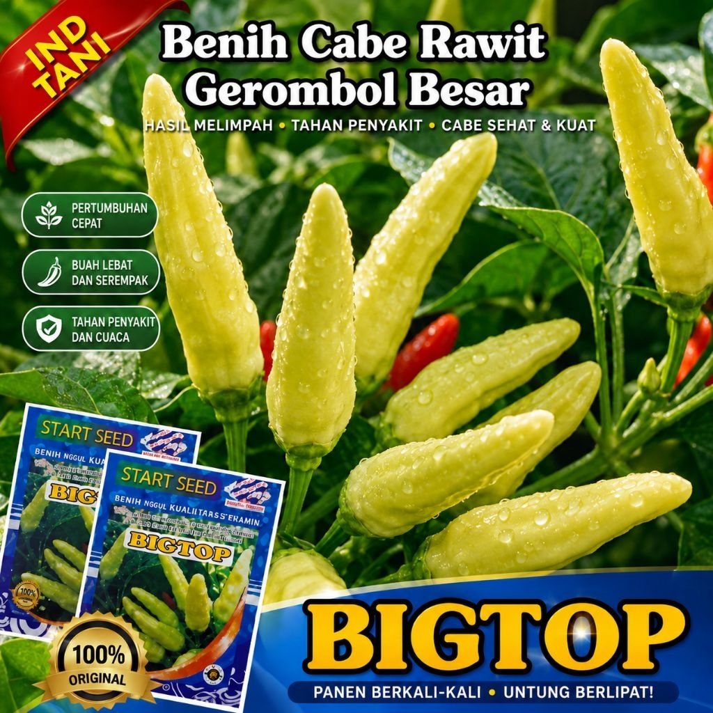 Bibit Cabe Rawit Unggul BIGTOP Benih Cabe Rawit Unggul Tahan Virus Benih Cabe Rawit Unggul Bibit Cab