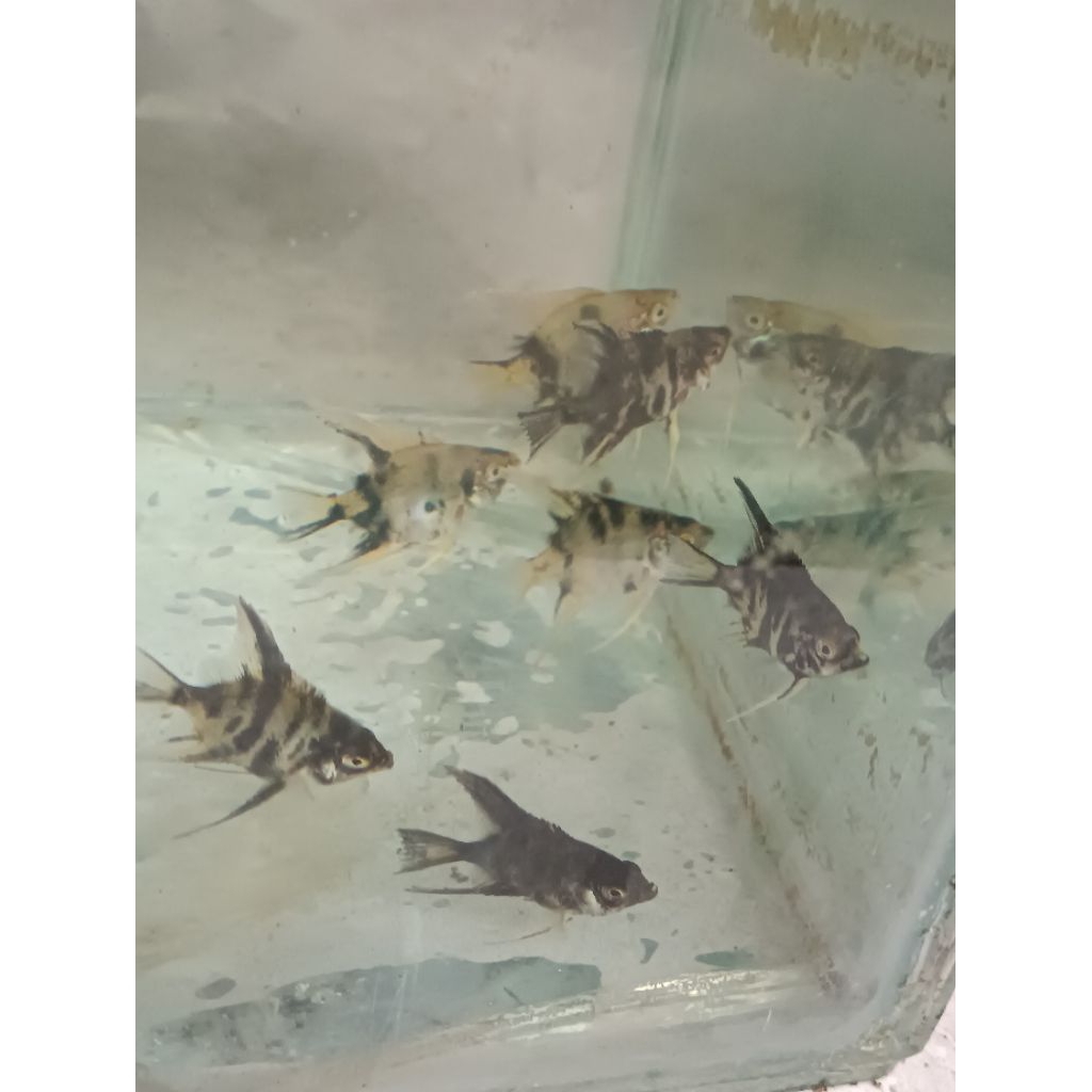paket burayak Ikan Manfish 5 ekor / Angelfish Marble Black White Ukuran Medium Sehat Aktif Hias Aqua
