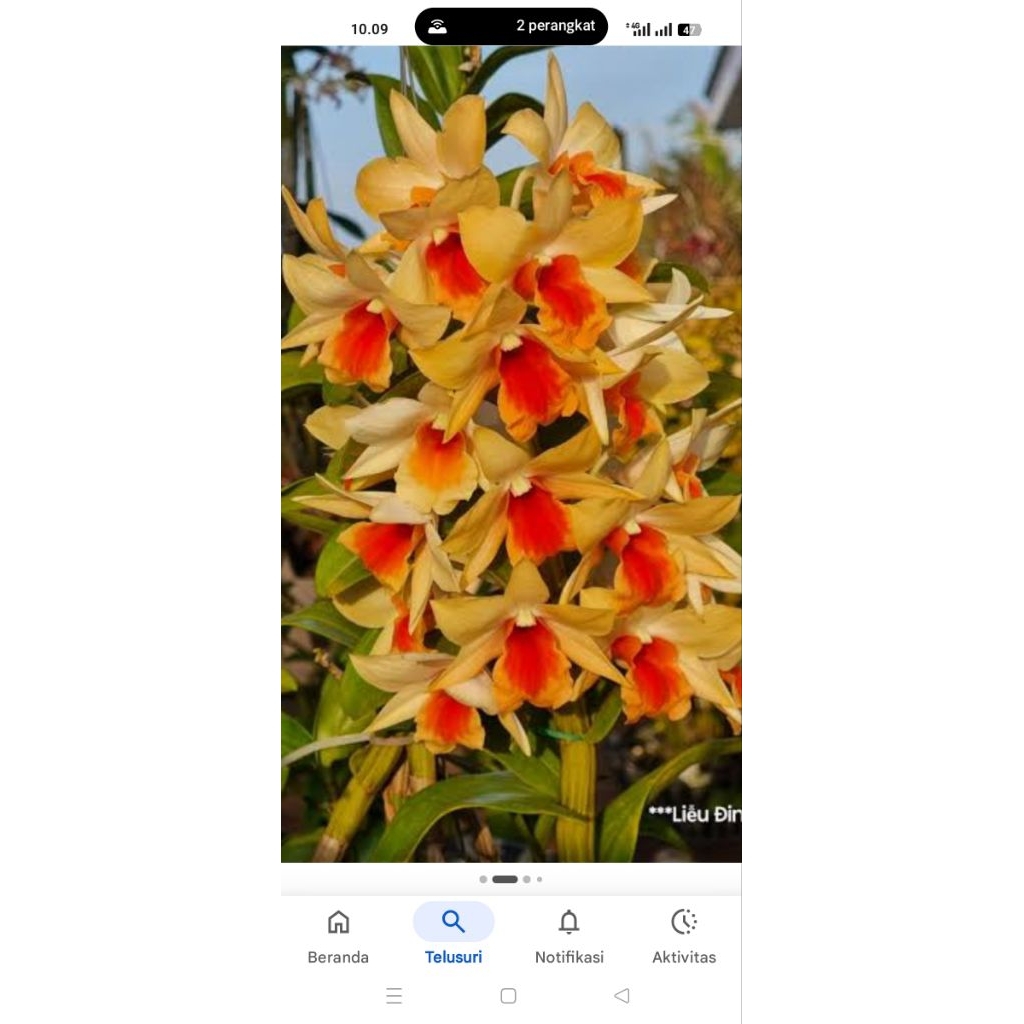 Dendrobium frosty down orange