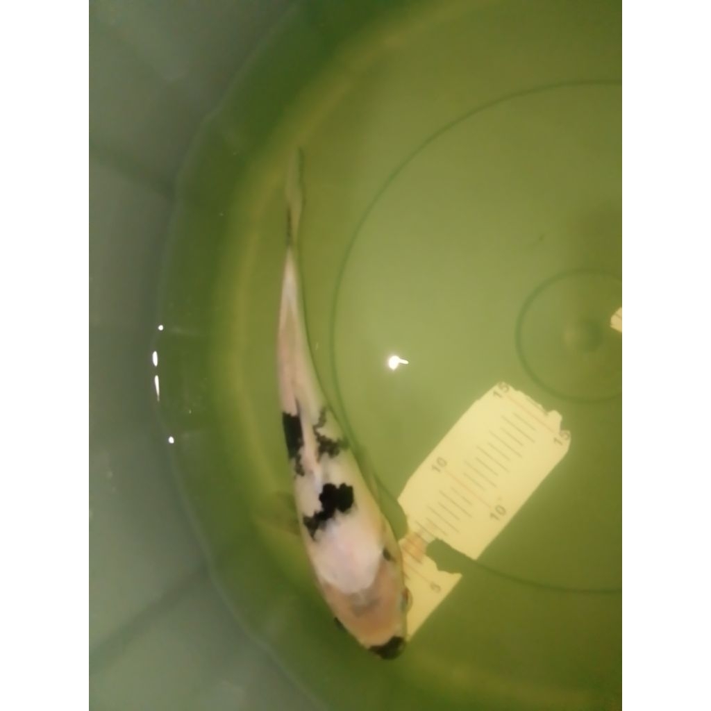 Ikan koi jenis Shiro 26cm