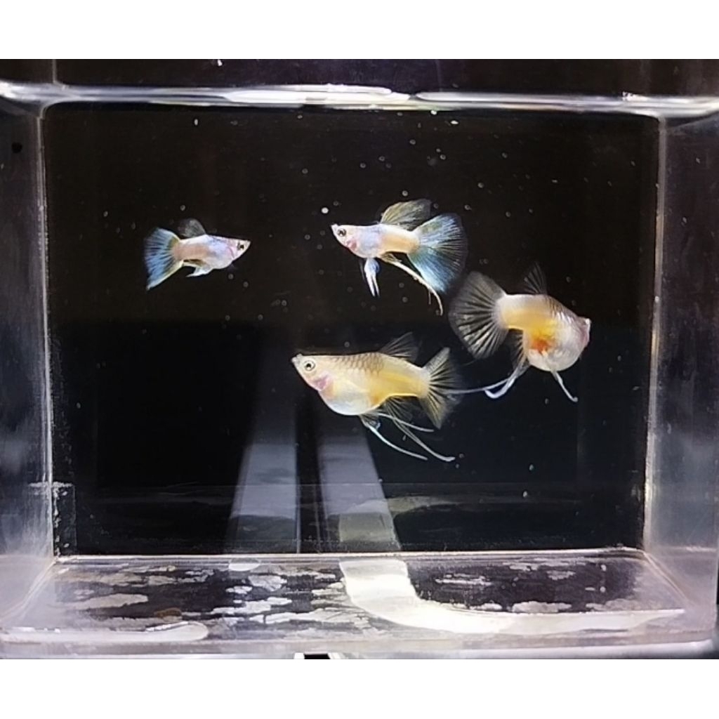 foto guppy pingu yellow dan prtde koi ribbon