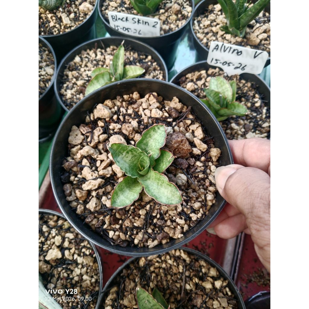 sansevieria alvino / tanaman lidah mertua alvino
