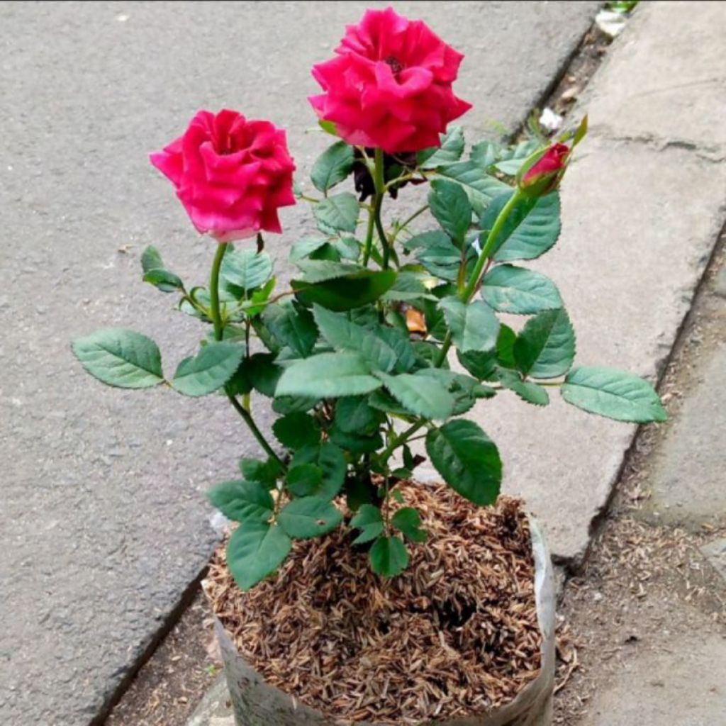 BIBIT BUNGA MAWAR MERAH