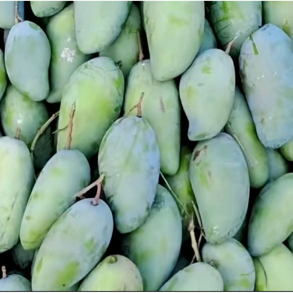 Mangga Muda Segar Indramayu Buat Rujak