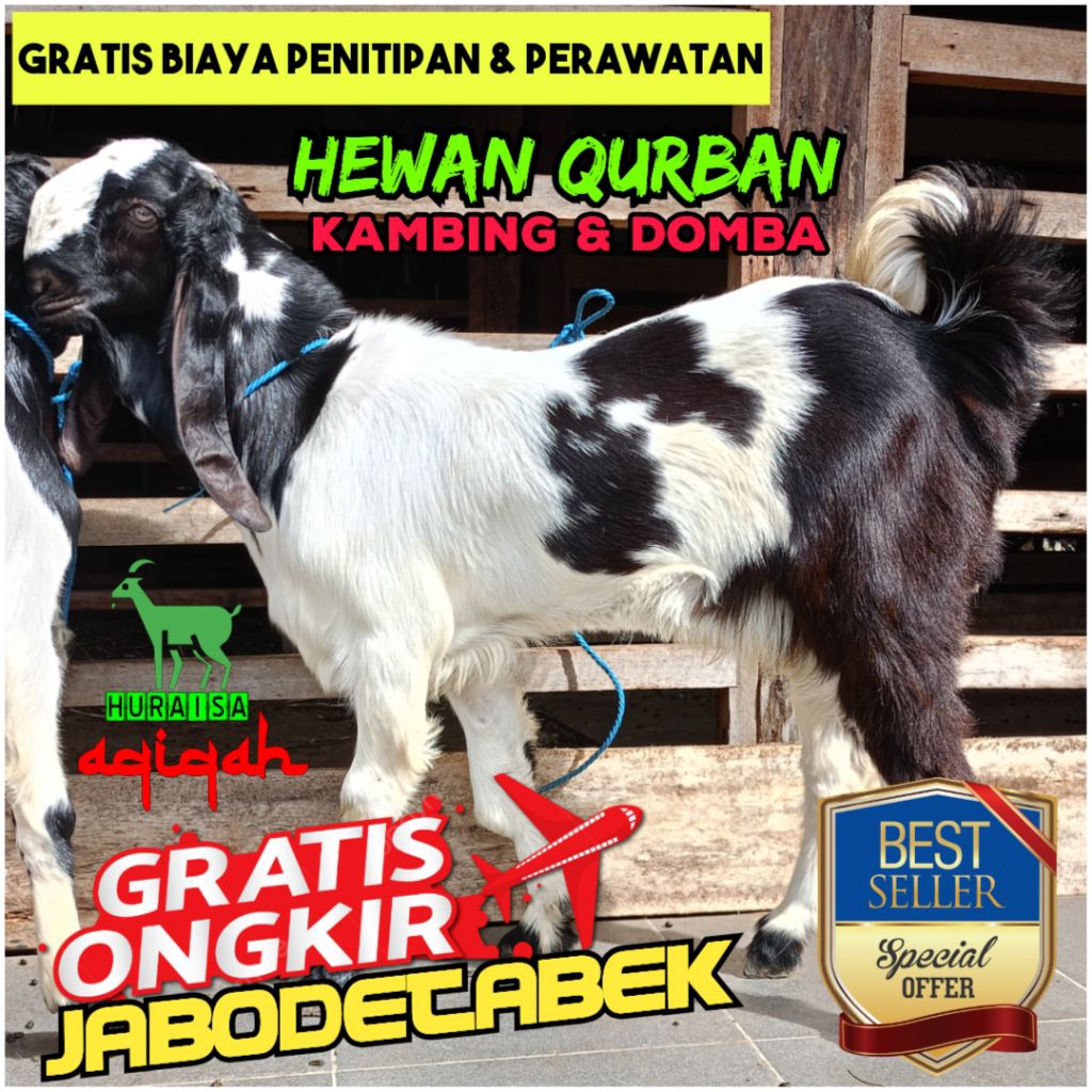 Kambing Qurban / Kambing Aqiqah / Domba Qurban / Domba Aqiqah / Kambing Jantan Hidup / Domba Jantan 