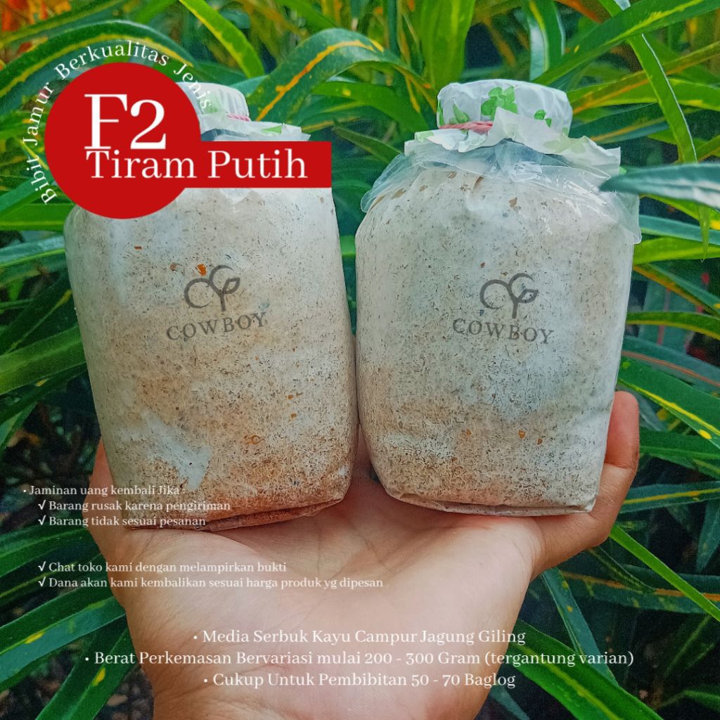Bibit F2 jamur TIRAM PUTIH media jagung serbuk kayu