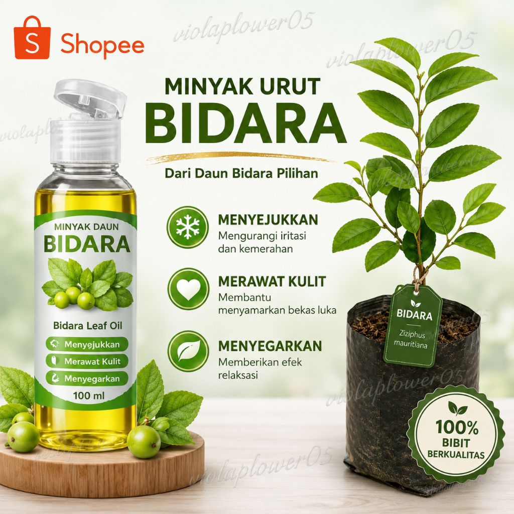 Bibit Tanaman Hias Bidara dan Minyak Urut Bidara Asli Arab 100ml. minyak Urut Bidara. pohon Bidara