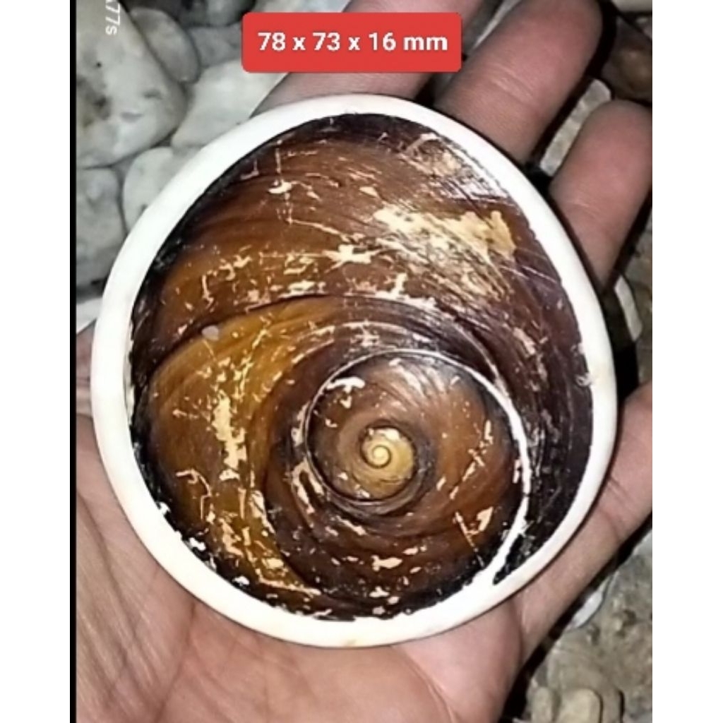 Keong Buntet Besaaarrrrr asli alam