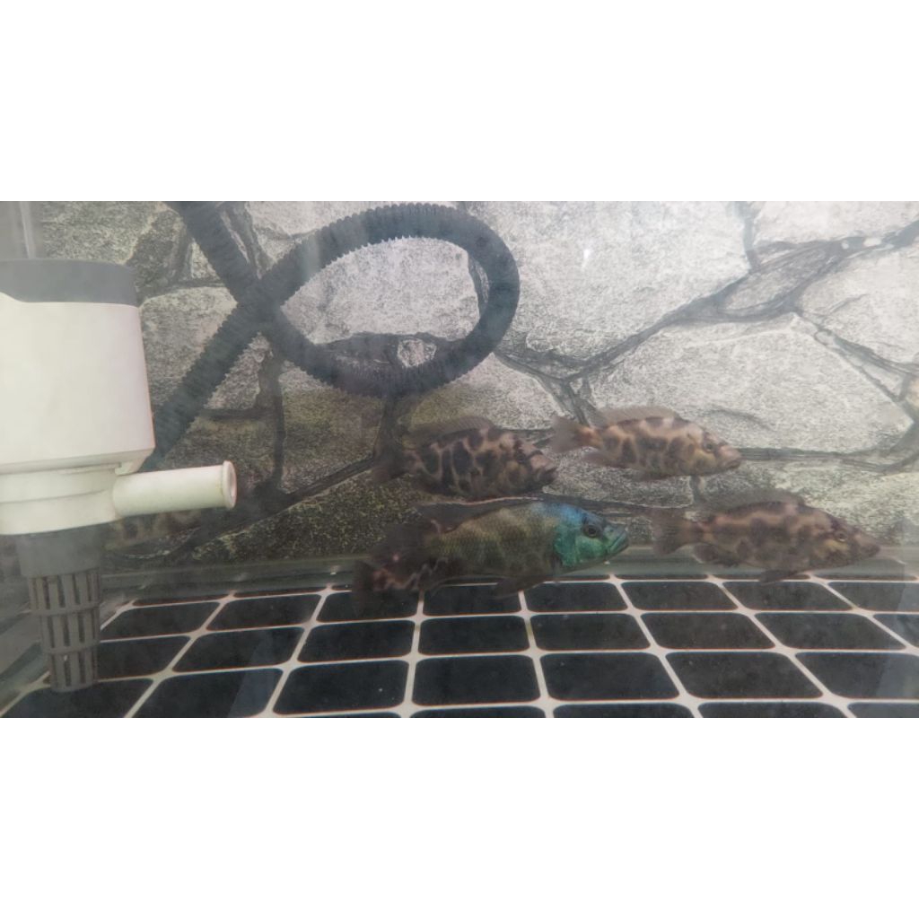 Set Breed Haps LivingStoni Cichlid Afrika