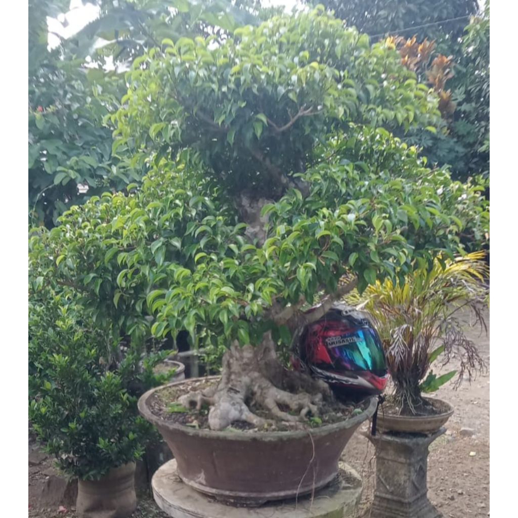 bonsai beringin benjamin ukuran xl kaki super