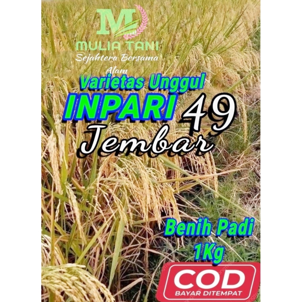 Benih padi Super Inpari 49 Jembar (1Kg)